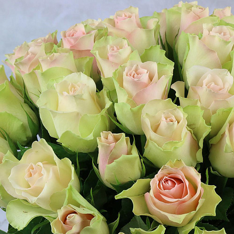 Букет из 51 зелено-розовой розы - Фото 6