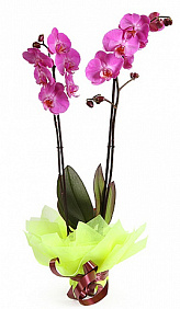 Орхидея Фаленопсис розовая 2 ствола