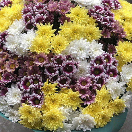 35 кустовых хризантем - Фото 5