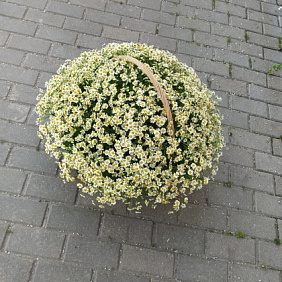 Корзина из 75 ромашек
