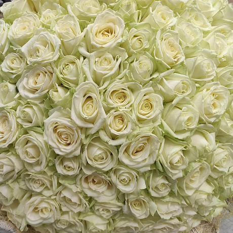 101 роза 50 см Аваланж - Фото 5