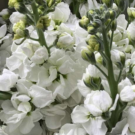 Букет из белых маттиол - Фото 4