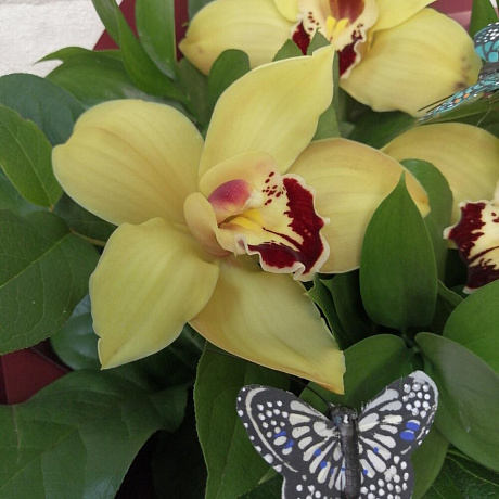 Букет цветов Летние орхидейки - Фото 5