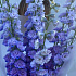Букет из дельфиниума №160 - Фото 5
