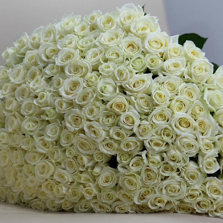 151 белая роза 60 см - Фото 5