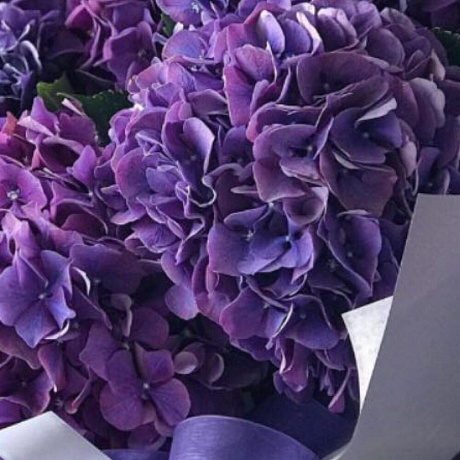 Букет из 5 фиолетовых гортензий - Фото 3