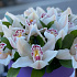 Композиции из орхидей - Фото 5