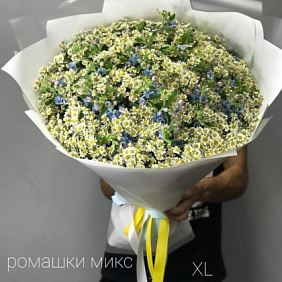 Ромашка №360