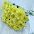 Хризантемы желтые - Фото 1