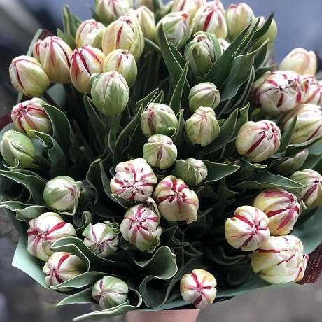 Пионовидные тюльпаны 51 шт - Фото 4