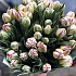 Пионовидные тюльпаны 51 шт - Фото 4