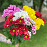 Хризантема кустовая разноцветная 7 - Фото 4