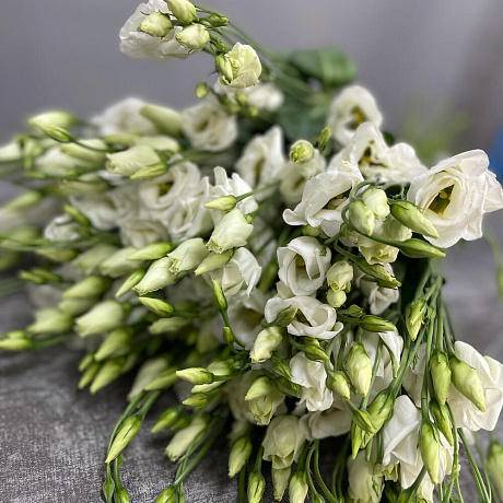 Эустомо Белая - Фото 2