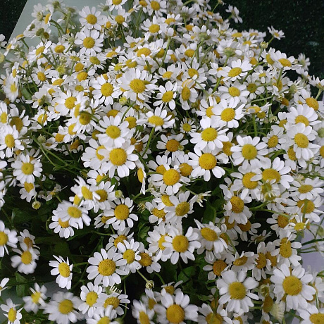 Букет Ромашковая полянка №160 - Фото 4