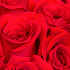 101 красная роза Фридом - Эквадор (70 см) - Фото 4