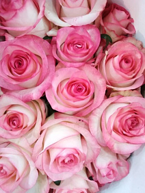 15 розовых роз Джумелия в маленькой голубой шляпной коробке №204