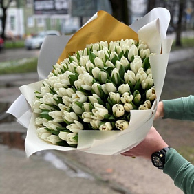 101 Белый Голландский тюльпан