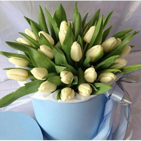 25 белых тюльпанов в голубой маленькой шляпной коробке №522