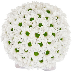 5 Белых хризантем в маленькой белой коробке №327