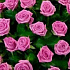 Корзина из 101 розовой розы - Фото 4
