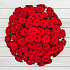 101 красная роза Рэд Наоми (70 см) - Фото 2