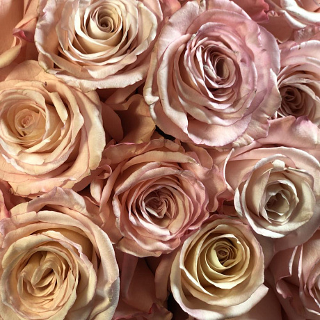 101 нежно-розовая роза - Фото 6