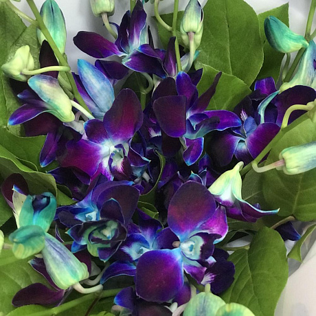 Фиолетовая орхидея - Фото 3