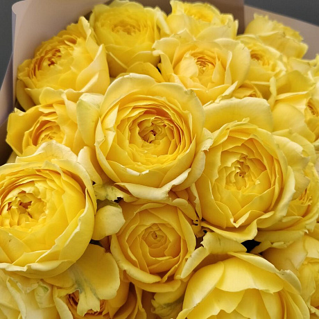 Невероятное солнце Пионовидных роз  - Фото 4