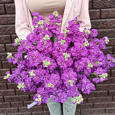 Букет из глубоко пурпурной маттиолы - Фото 3