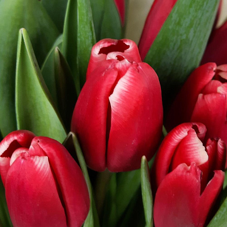 Букет Красные тюльпаны - Фото 6