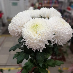 Букет "Облако хризантем" №163