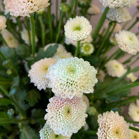 Букет цветов Радужная Сантини - Фото 6