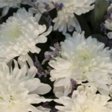 Букет из 15 хризантем Антонов - Фото 4