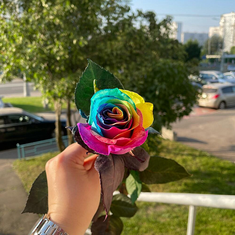 Роза Эквадор RAINBOW - Фото 4