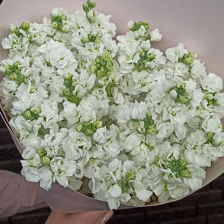 Букет из белоснежной маттиолы - Фото 5