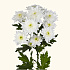 Хризантема кустовая baltica белая - Фото 1