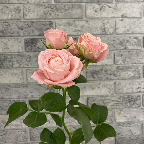 Роза кустовая пионовидная Madam Bombastic - Фото 3