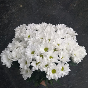 Хризантемы кустовые №164