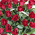 51 красная роза в корзине - Фото 4