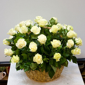 Корзина из 51 белой розы №160