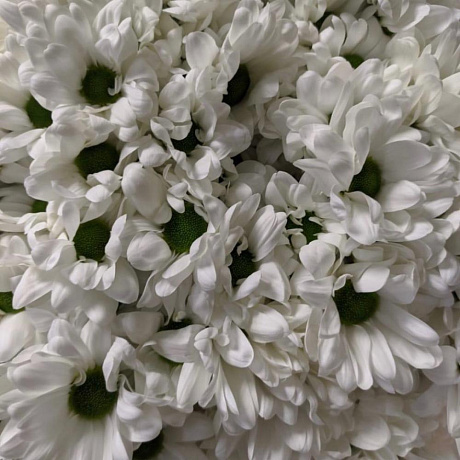 51 кустовая хризантема - Фото 4