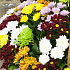 Корзина из хризантем Разноцветные хризантемы - Фото 2