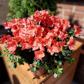 Цветы в коробке №588