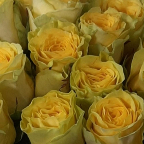 25 желтых роз - Фото 4