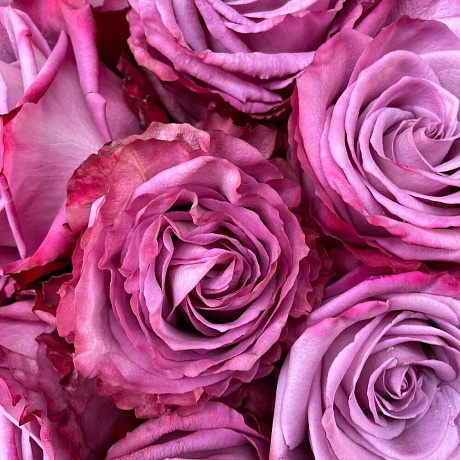 Роза Моди Блю 70см Эквадор - Фото 6