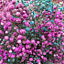 Букет цветов Яркое облачко - Фото 3