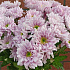 Хризантема розовая №160 - Фото 4