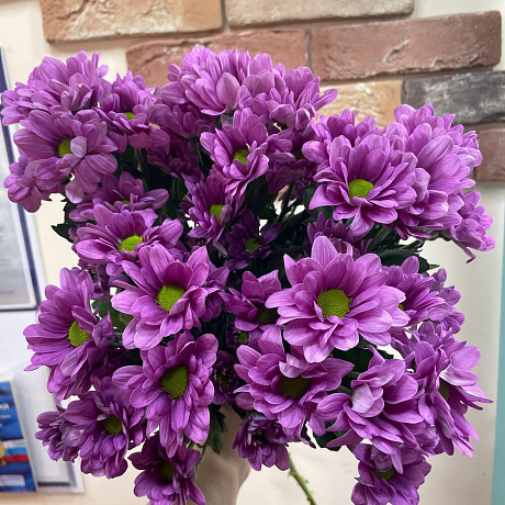 Хризантема кустовая фиолет - Фото 3