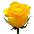 Желтая роза 60 см - Фото 1