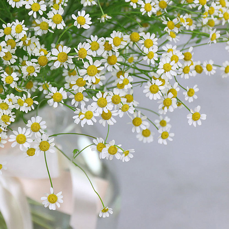 Букет из 51 ромашки-матрикария - Фото 4